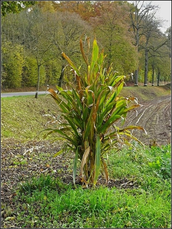 Was aus einem vermeintlich verloren gegangenem Maiskorn entstehen kann. Bild aufgenommen am 26.10.08 an einem Weg, der zu einem abgeerntetem Maisfeld fhrt. (Jeanny) 