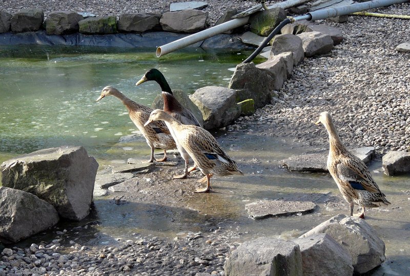 Was ist denn heute nur in unserem Teich los ? Foto aufgenommen in Mnsbach (Luxemburg) am 03.02.08.