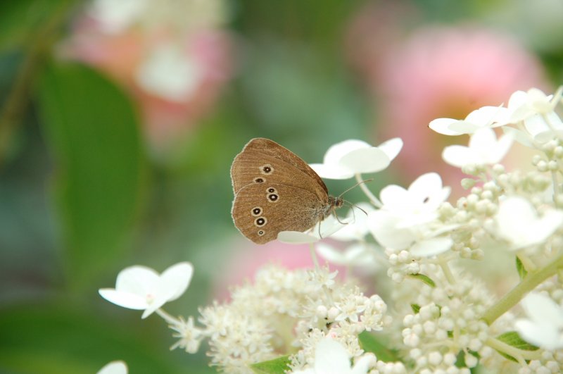 Was ist das fr ein Schmetterling? Ihn konnte ich am 02.08.09 fotografieren.