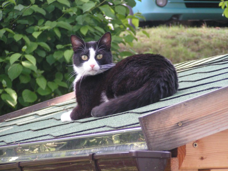 Was guckst Du.Kater Leo ist bei jedem im Haus zu Hause.