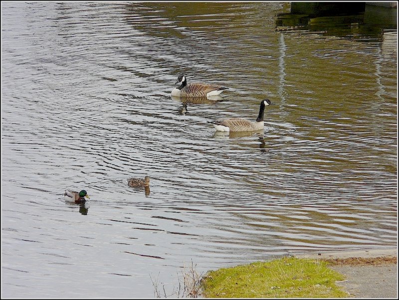 Was machen denn die groen exotischen Vgel hier auf unserem See?
scheinen sich die Enten zu fragen beim Anblick der Kanadagnse. Bild aufgenommen in Vielsalm am 14.03.09. (Jeanny)