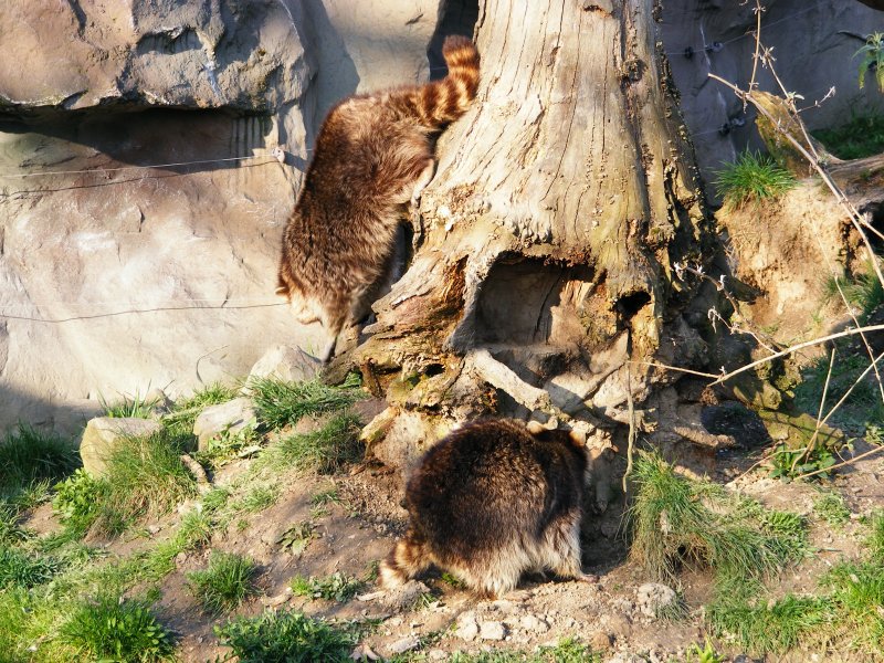 Waschbren im Gelsenkirchener Zoo am 1. April 2009.