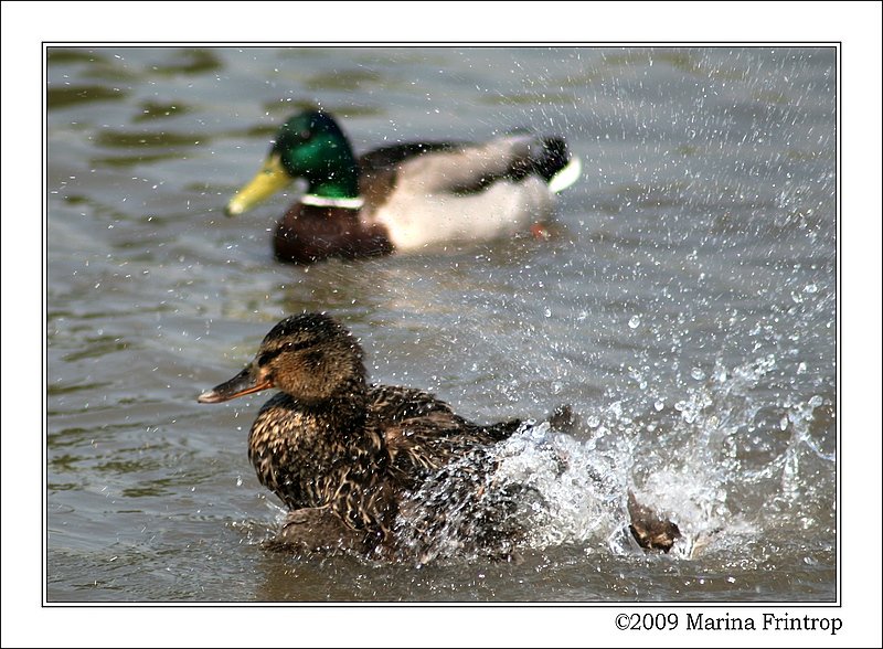 Wasserspiele - Stockenten auf dem Rhein bei Duisburg.