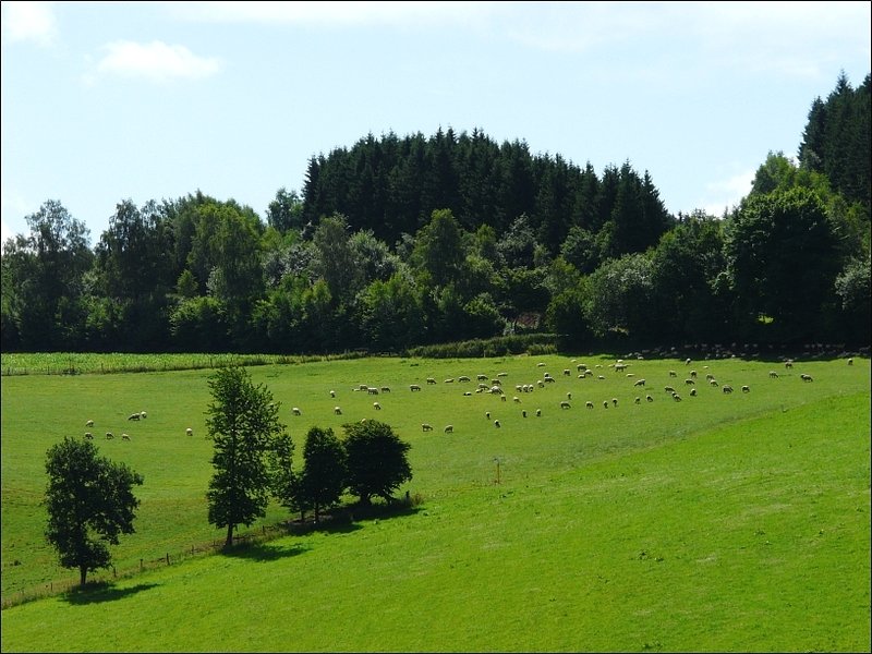 Weidende Schafherde fotografiert am 04.07.08 in Pommerloch. (Jeanny) 