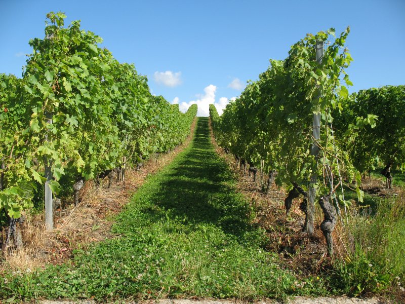 Weinanbau bei Mont-sur-Rolle