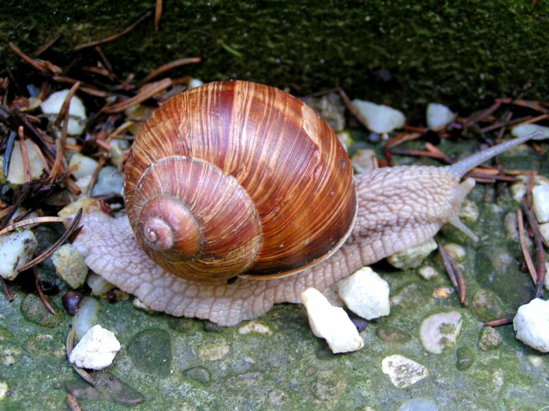 Weinbergschnecke  ber Stock u. Stein ; 080803