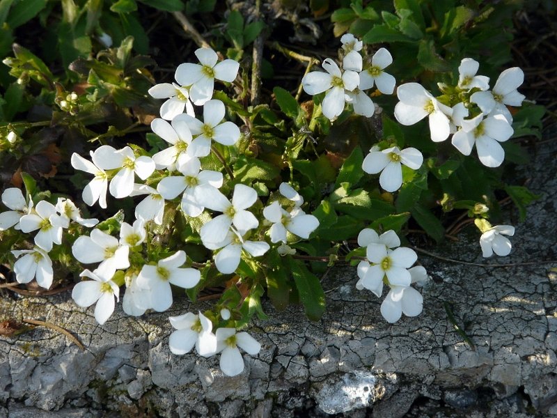 Wei blhendes Blaukissen gesehen in Kautenbach (Luxemburg) am 16.04.08.