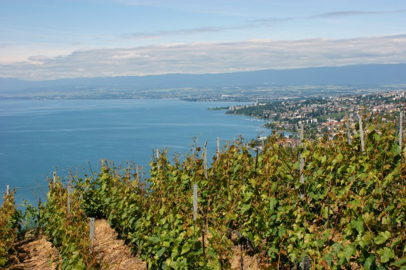 Weit geht der Blick von Grandvaux ber den Genfersee und die Seeufer von Lutry, Pully, Lausanne bis nach Morges und den Jura.
(Mai 2009)