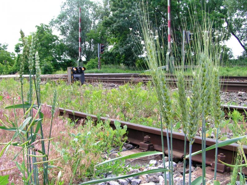 Weizen u. Gerste spriet entlang den Schienenstrngen; 080617