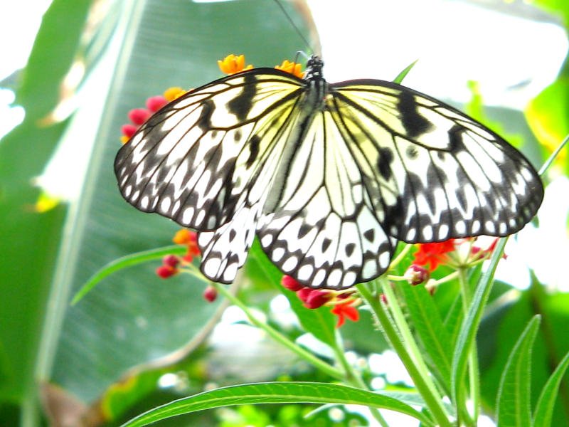 Welche Schnheiten die Natur hervorgebracht hat sieht man im Chemnitzer Schmetterlingshaus,24.06.06