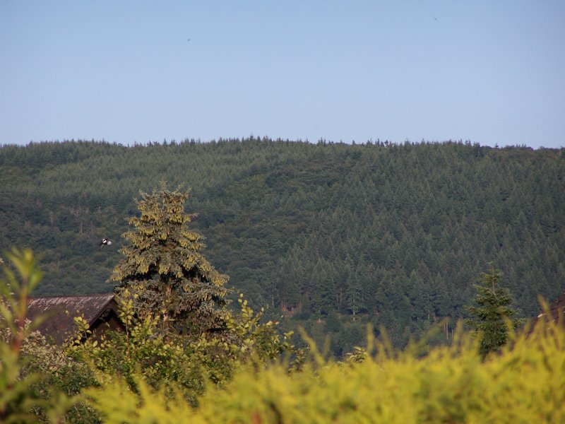 Wengerohr (bei Wittich) im Sommer mit Blick auf die Moselberge.