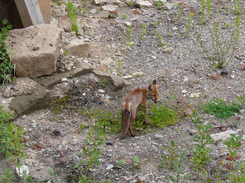  Wenn ich doch wenigstens mit einer Maus meinen Hunger stillen knnte, die Touris gaffen auch nur und werfen nichts rber ; Dresden, 19.06.2009
