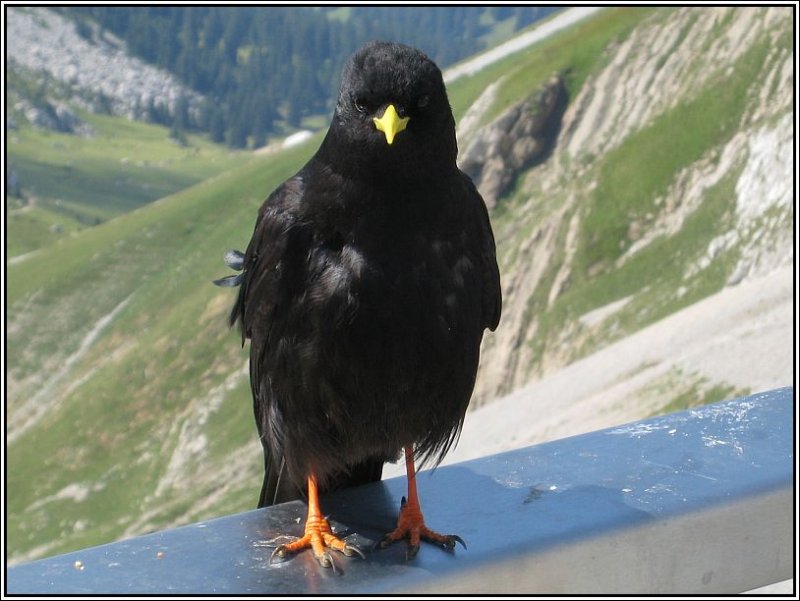 Wenn man die Station auf Pilatus Kulm erreicht, ist eine Begegnung mit den zahlreichen dort heimischen Alpendohlen unvermeidlich. (19.07.2007)