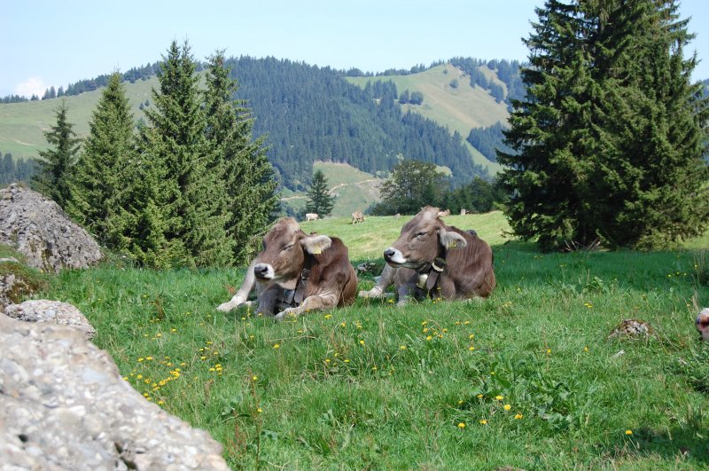 Wer ist die schnste im ganzen Allgu? Diese zwei Rindviecher lieen sich am 18.8.2009 am Hochgrat gut vergleichen.