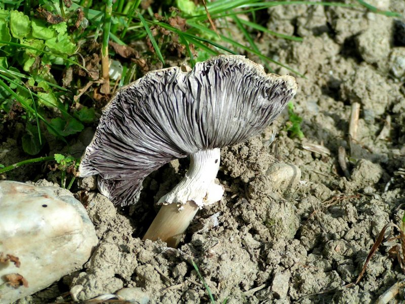 Wiesenchampignon oder Feldegerling (Agaricus campestris) zieht es aufgrund der Mai-Hitze und Trockenheit schon zusammen; 080529