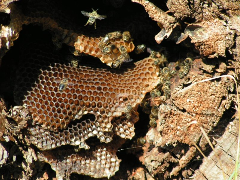 (wilder)Bienenstock in einem abgeschnittenen Baum; 070929