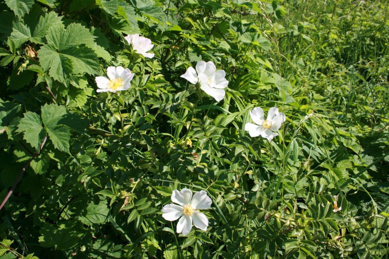 Wilderdbeeren ?  Aufgenommen am 25.05.2008 im ffentlichen Bereich des DB Bahnhof Guben 