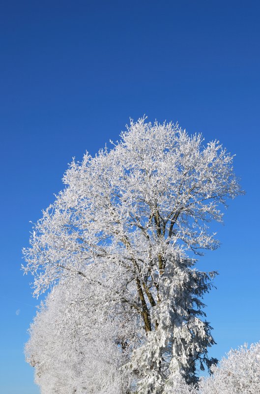 Winter im Bayern, hier am Ortsrand von Hattenhofen (29.12.2007)