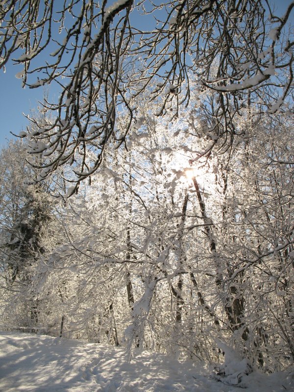 Winterimpressionen aus dem Saanenland.
(18.12.2007)