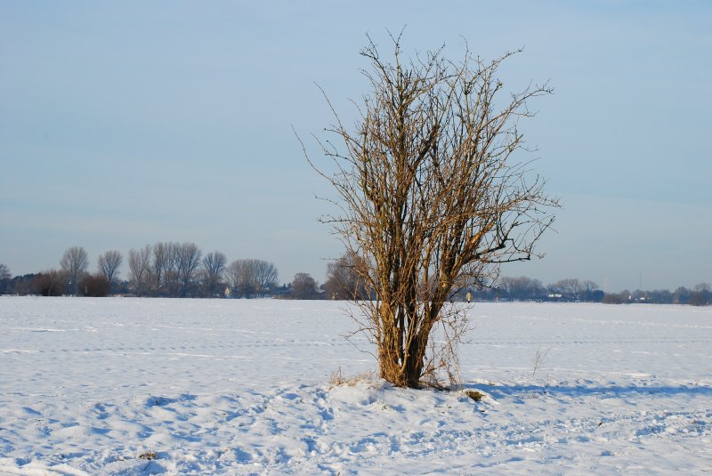 Winterliche Inspiration in Dsseldorf Lohausen am Rhein