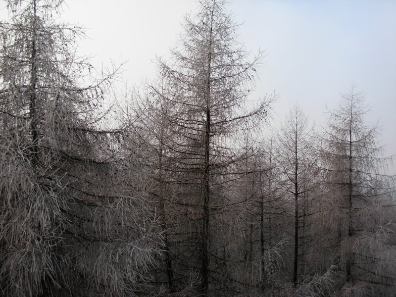 Winterliches Waldgebiet bei Neuenrade vor dem Orkan Kyrill, aufgenommen am 26.12.2006