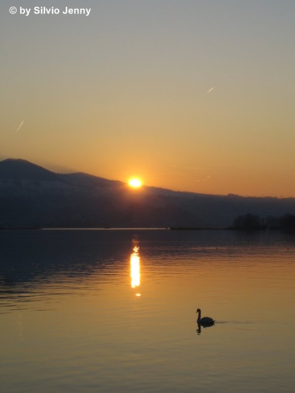 Wunderbarer Sonnenuntergang am 4.2.07 in Rapperswil. Davor macht ein Schwan noch seine ''Abendrunden''.