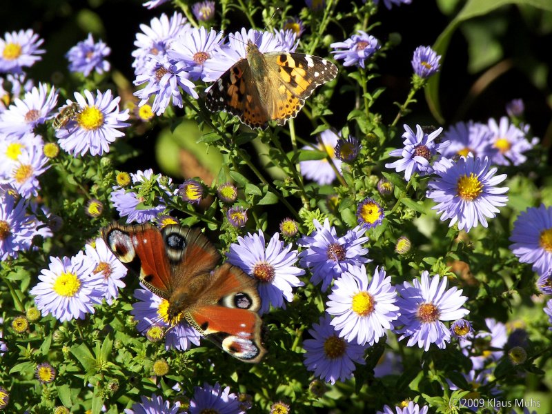 Wunderschner Altweibersommer im eigenen Garten: Inachis io und Vanessa cardui auf Aster novae-angliae. Tagpfauenauge und Distelfalter auf einer Herbstaster.  -  -  Wanne-Eickel 22.09.2009