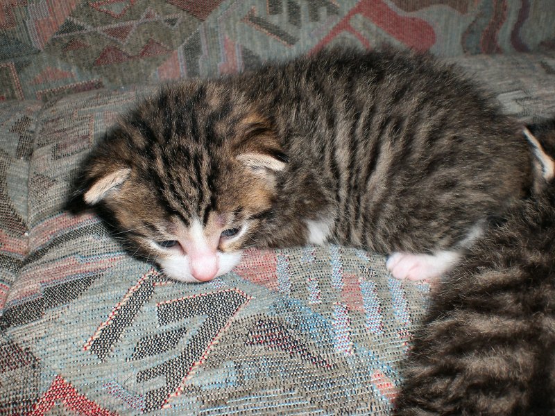 Zeit zum Ausruhen, Katzenkinder, Foto von 2007