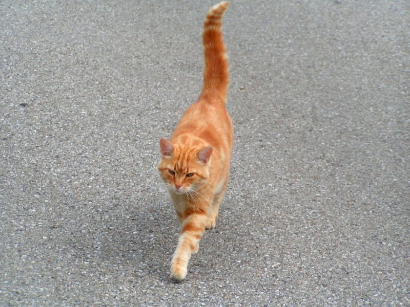 Zielstrebig marschiert dieser rote Straen-Kater Richtung Fotoapparat; 080805