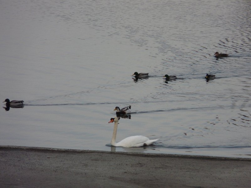 Ziemlich viel los auf dem See in Vielsalm (Belgien) am 23.02.08.