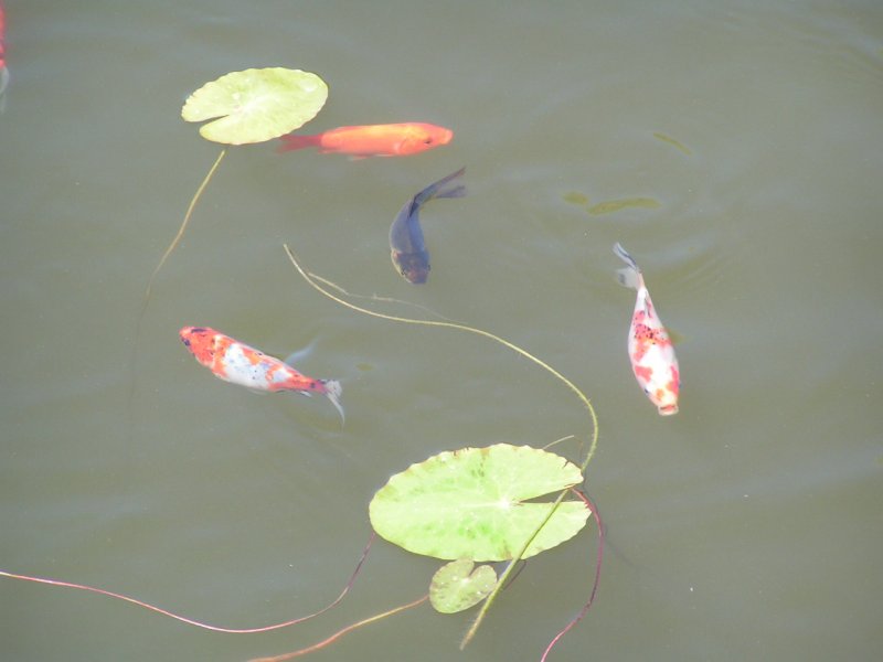 Zierfische tummeln sich im Teich des Freizeitpark´s Agrarium; 070715