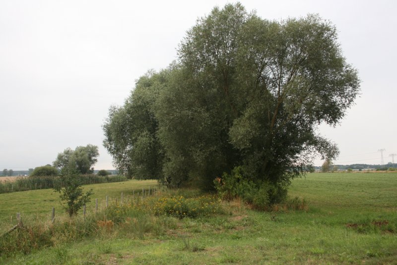 Ziltendorfer Niederung, Die alte Bahntrasse zur Oder zwischen Wiesenau und Kunitz Loose