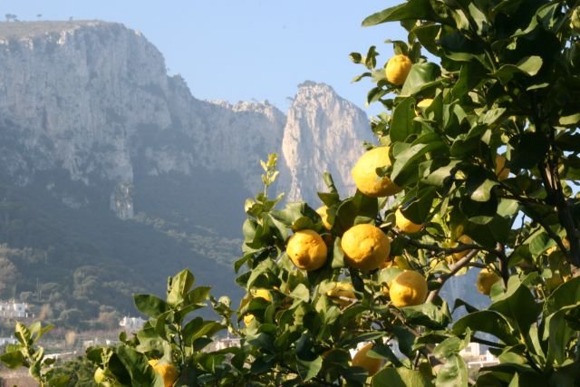 Zitronen auf Capri.