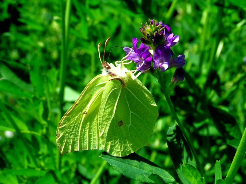 Zitronenfalter (Gonepteryx rhamni)labt sich am Nektar einer Blte; 
Schade, da die Flgeloberseite bei lebenden Faltern fast nie zu sehen ist, da sie in Ruhe sofort ihre Flgel zusammenklappen; 080719