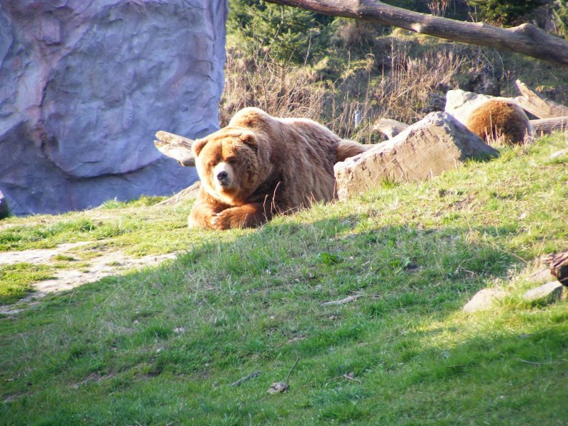 Zwei Bren im Gelsenkirchener Zoo am 1. April 2009.