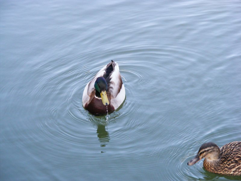 Zwei Enten im Gelsenkirchener Zoo am 1. April 2009.