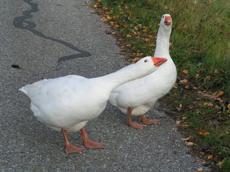 Zwei Gaense wachen in einer Hauszufahrt; Bad Zell 061031