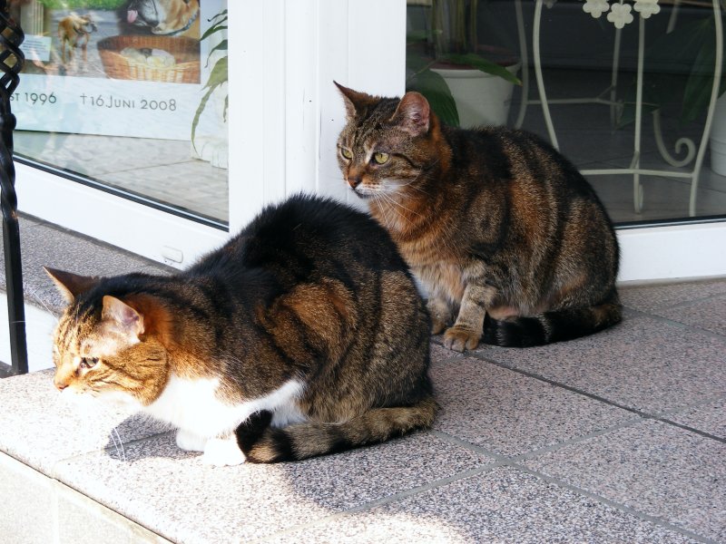 Zwei Katzen vor einem Geschft in der Altstadt von Hattingen am 15. April 2009.