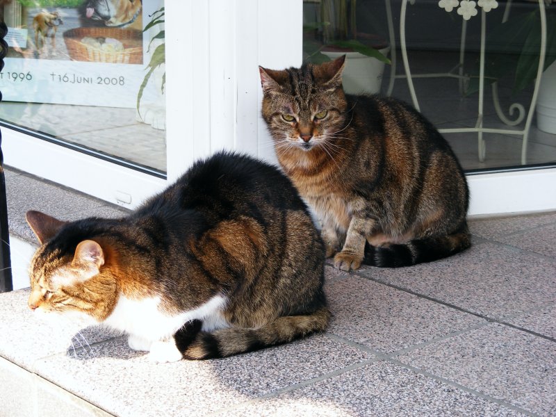 Zwei Katzen vor einem Geschft in der Altstadt von Hattingen am 15. April 2009.