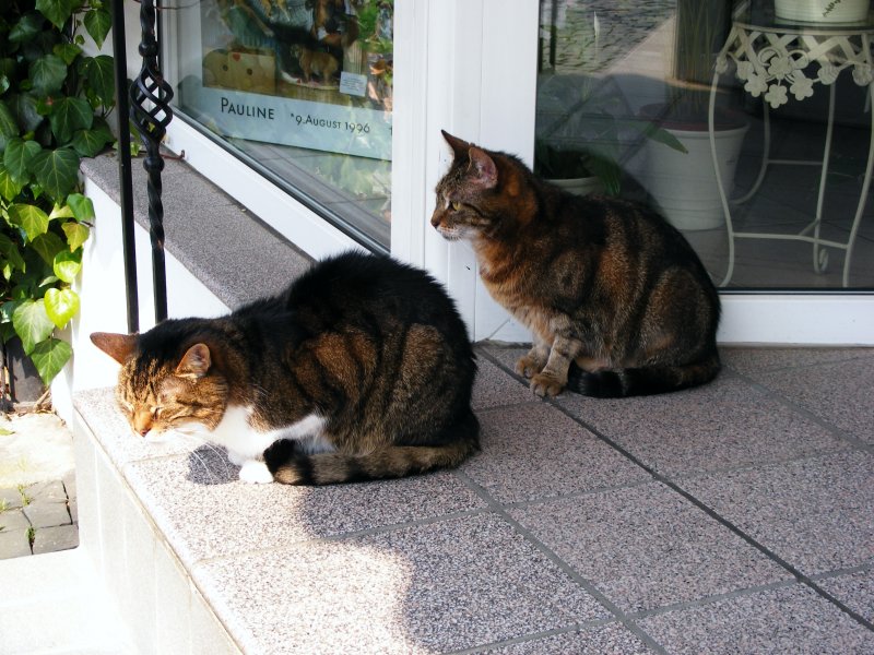 Zwei Katzen vor einem Geschft in der Altstadt von Hattingen am 15. April 2009.