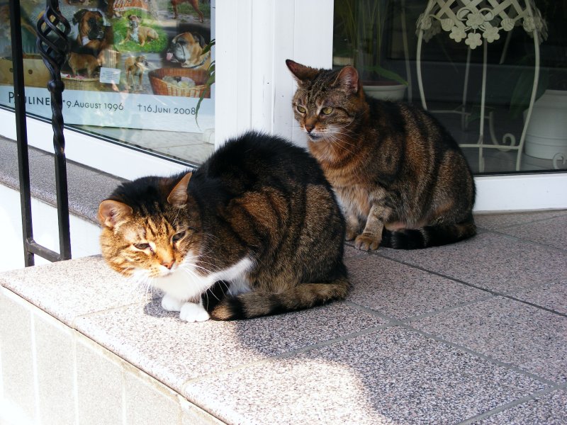 Zwei Katzen vor einem Geschft in der Altstadt von Hattingen am 15. April 2009.