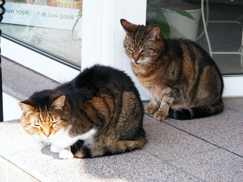 Zwei Katzen vor einem Geschft in der Altstadt von Hattingen am 15. April 2009.