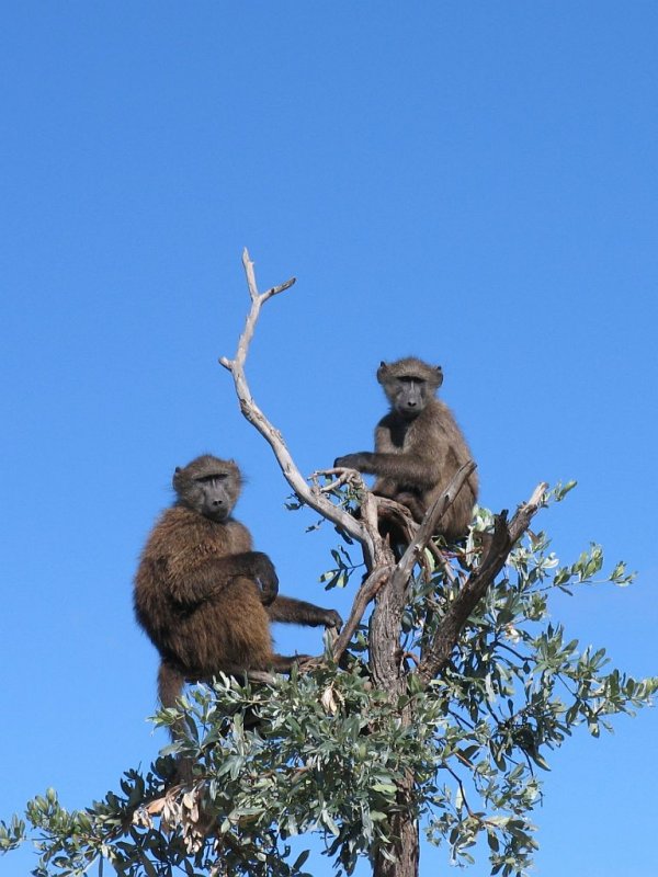 Zwei Paviane bei Harnas in Namibia am 28-2-2009.