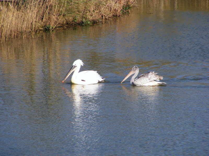 Zwei Pelikane im Gelsenkirchener Zoo am 01. April 2009.