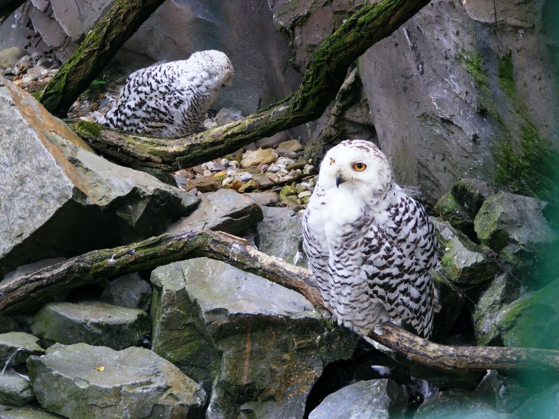 Zwei Schnee-Eulen im Gelsenkirchener Zoo am 21. August 2008.