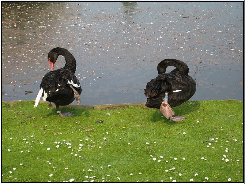 Zwei Trauerschwne im Dsseldorfer Hofgarten, aufgenommen am 13.04.2009