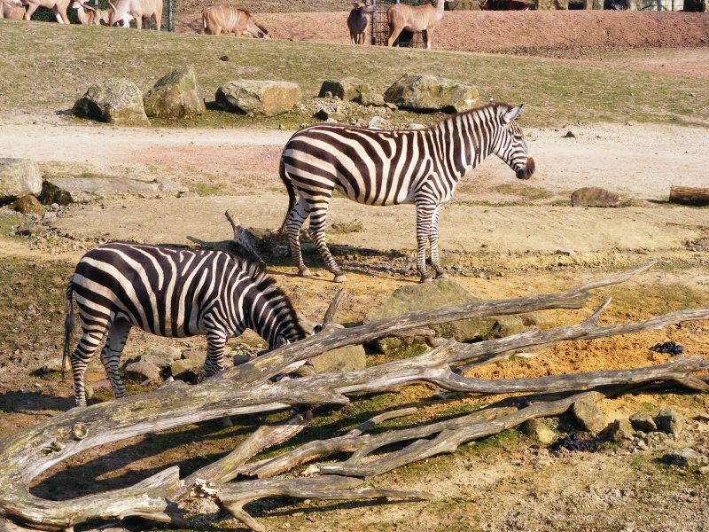 Zwei Zebras im Gelsenkirchener Zoo am 01. April 2009.
