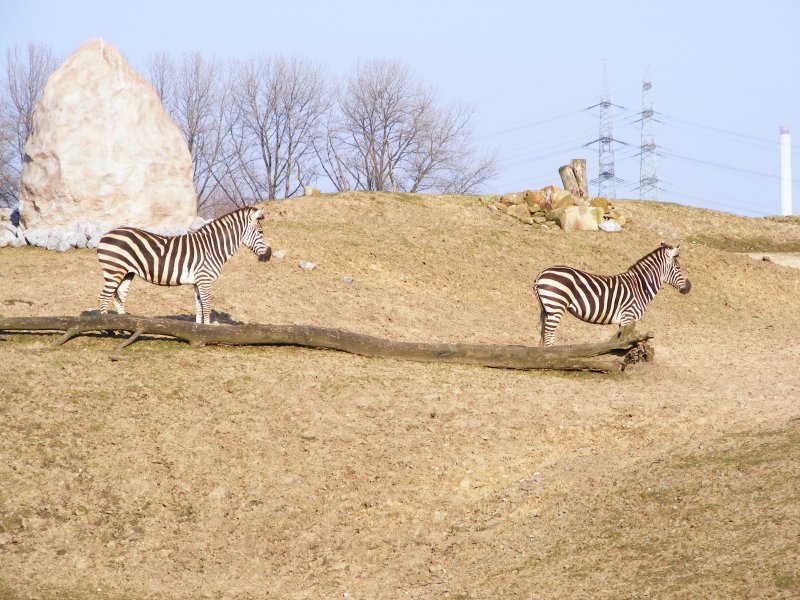 Zwei Zebras im Gelsenkirchener Zoo am 1. April 2009.