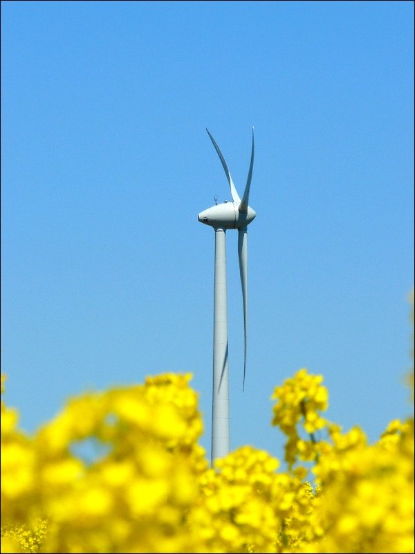 Zweimal Energiegewinnung der Zukunft aufgenommen in Heiderscheid am 11.05.08. Aus einem Hektar Raps knnen 1600 Liter Biodiesel gewonnen werden. 