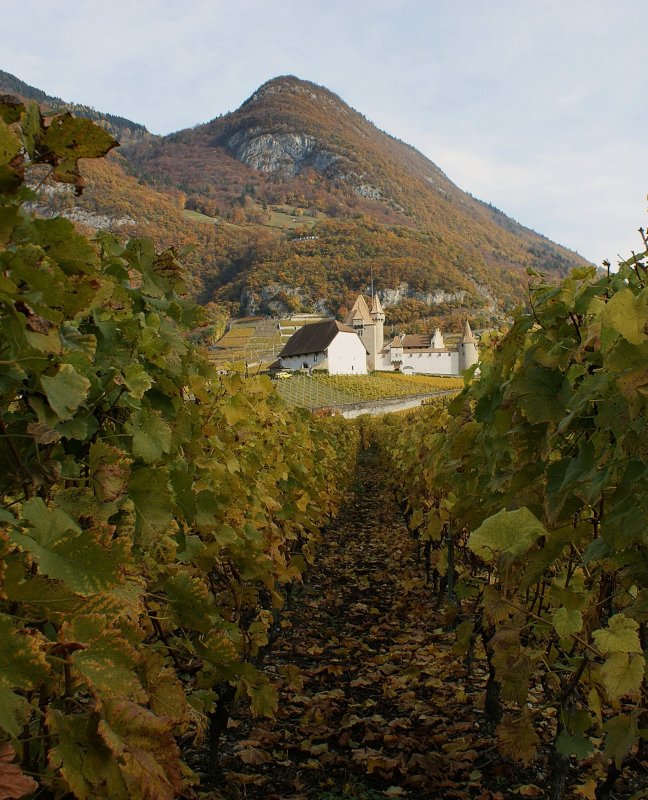 Zwischen Reben und Bergen liegt das Chteau d'Aigle.
(November 2008)